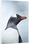 Gentoo penguin on Cuverville Island, Antarctica by Anonymous