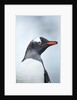 Gentoo penguin on Cuverville Island, Antarctica by Anonymous