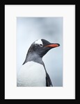 Gentoo penguin on Cuverville Island, Antarctica by Anonymous
