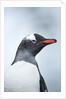 Gentoo penguin on Cuverville Island, Antarctica by Anonymous