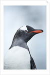 Gentoo penguin on Cuverville Island, Antarctica by Anonymous