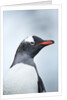 Gentoo penguin on Cuverville Island, Antarctica by Anonymous