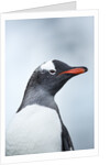 Gentoo penguin on Cuverville Island, Antarctica by Anonymous