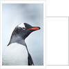 Gentoo penguin on Cuverville Island, Antarctica by Anonymous