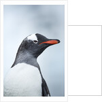 Gentoo penguin on Cuverville Island, Antarctica by Anonymous