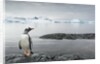 Gentoo penguin on Cuverville Island, Antarctica by Anonymous