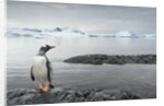 Gentoo penguin on Cuverville Island, Antarctica by Anonymous