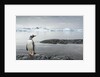 Gentoo penguin on Cuverville Island, Antarctica by Anonymous