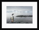 Gentoo penguin on Cuverville Island, Antarctica by Anonymous