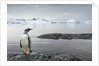 Gentoo penguin on Cuverville Island, Antarctica by Anonymous
