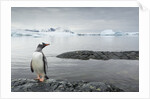 Gentoo penguin on Cuverville Island, Antarctica by Anonymous
