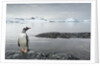 Gentoo penguin on Cuverville Island, Antarctica by Anonymous