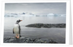 Gentoo penguin on Cuverville Island, Antarctica by Anonymous