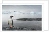 Gentoo penguin on Cuverville Island, Antarctica by Anonymous