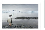 Gentoo penguin on Cuverville Island, Antarctica by Anonymous