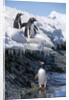 Gentoo penguins on Cuverville Island, Antarctica by Anonymous