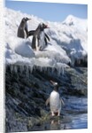 Gentoo penguins on Cuverville Island, Antarctica by Anonymous