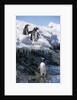 Gentoo penguins on Cuverville Island, Antarctica by Anonymous