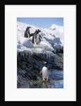 Gentoo penguins on Cuverville Island, Antarctica by Anonymous