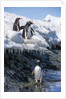 Gentoo penguins on Cuverville Island, Antarctica by Anonymous