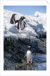 Gentoo penguins on Cuverville Island, Antarctica by Anonymous