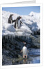 Gentoo penguins on Cuverville Island, Antarctica by Anonymous