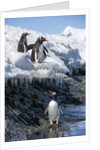 Gentoo penguins on Cuverville Island, Antarctica by Anonymous