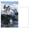 Gentoo penguins on Cuverville Island, Antarctica by Anonymous