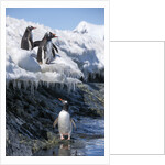Gentoo penguins on Cuverville Island, Antarctica by Anonymous
