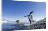 Gentoo penguin on Cuverville Island, Antarctica by Anonymous
