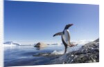 Gentoo penguin on Cuverville Island, Antarctica by Anonymous