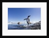 Gentoo penguin on Cuverville Island, Antarctica by Anonymous