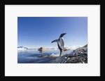 Gentoo penguin on Cuverville Island, Antarctica by Anonymous