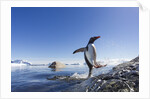 Gentoo penguin on Cuverville Island, Antarctica by Anonymous