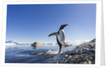 Gentoo penguin on Cuverville Island, Antarctica by Anonymous
