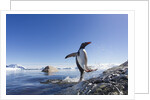 Gentoo penguin on Cuverville Island, Antarctica by Anonymous