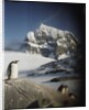 Gentoo penguin on Wiencke Island, Antarctica by Anonymous