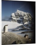 Gentoo penguin on Wiencke Island, Antarctica by Anonymous
