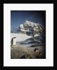 Gentoo penguin on Wiencke Island, Antarctica by Anonymous