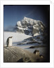 Gentoo penguin on Wiencke Island, Antarctica by Anonymous