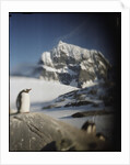 Gentoo penguin on Wiencke Island, Antarctica by Anonymous