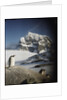 Gentoo penguin on Wiencke Island, Antarctica by Anonymous
