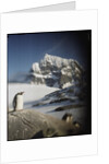 Gentoo penguin on Wiencke Island, Antarctica by Anonymous