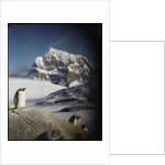 Gentoo penguin on Wiencke Island, Antarctica by Anonymous