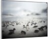Chinstrap penguins, Antarctica by Anonymous