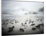 Chinstrap penguins, Antarctica by Anonymous