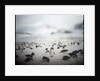 Chinstrap penguins, Antarctica by Anonymous
