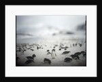 Chinstrap penguins, Antarctica by Anonymous