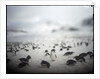 Chinstrap penguins, Antarctica by Anonymous