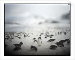 Chinstrap penguins, Antarctica by Anonymous